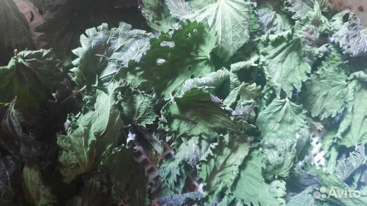 Крапива майская