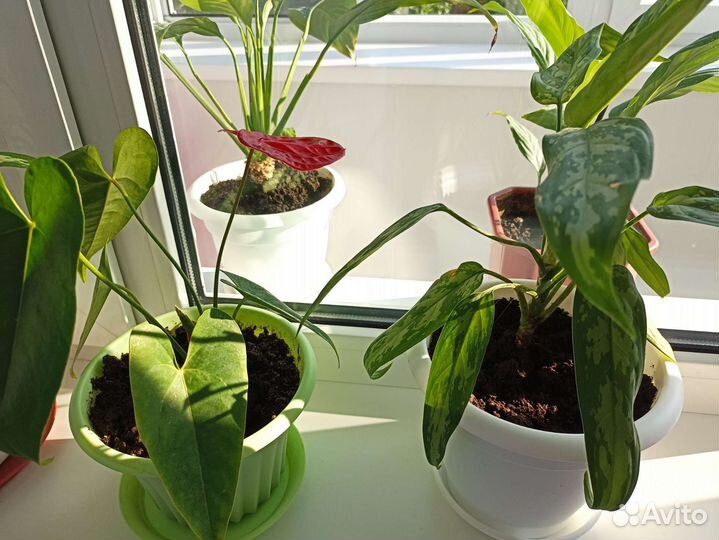 Хлорофитум, спатифиллум, антуриум, фикус, доллар
