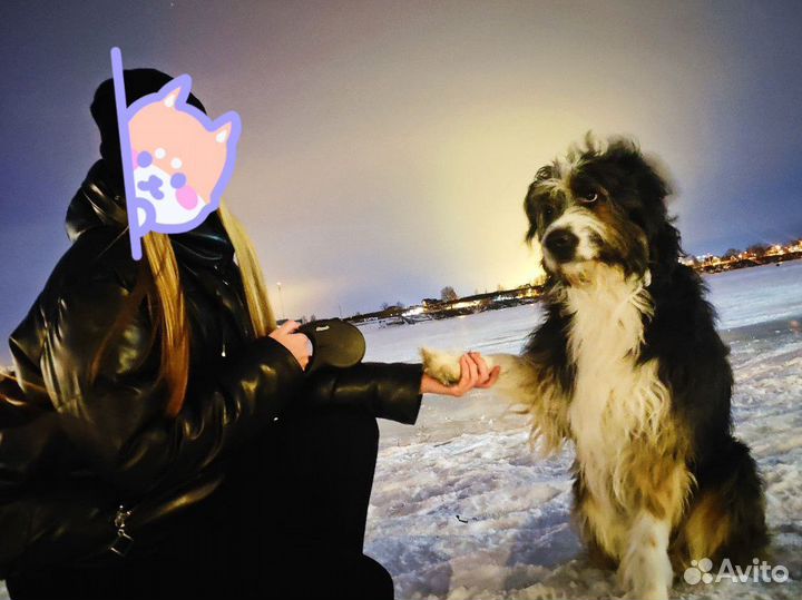 Выгул собак / зооняня