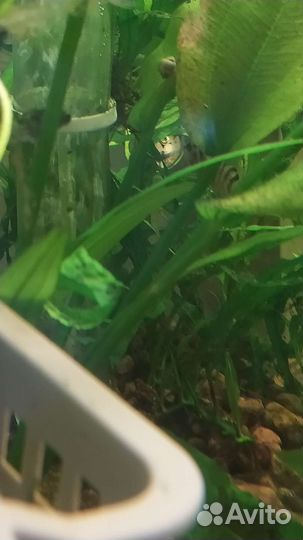 Улитки ампулярии