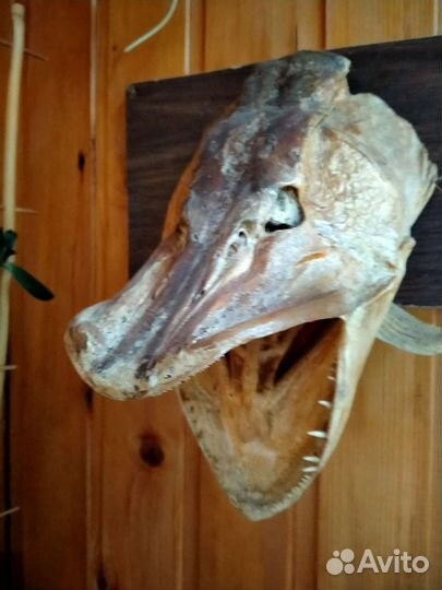 Чучело щуки