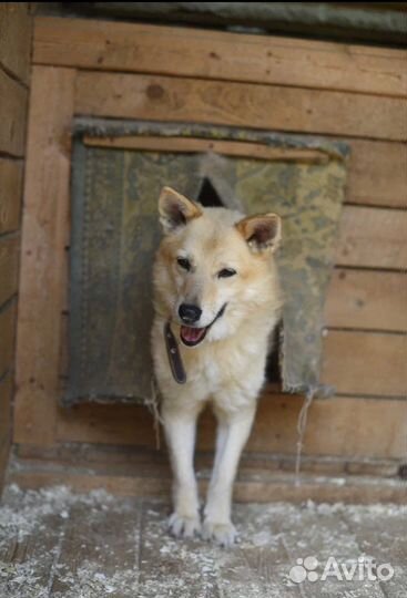 Невероятный Фокс ищет дом