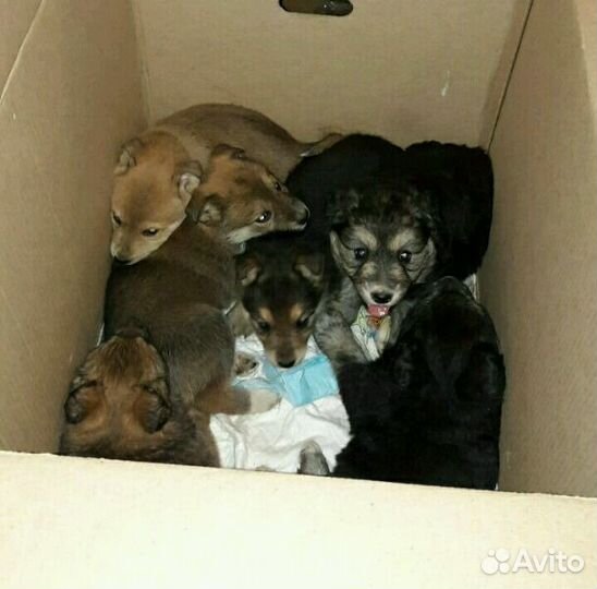 Щенки-кутята только от мамы в добрые руки
