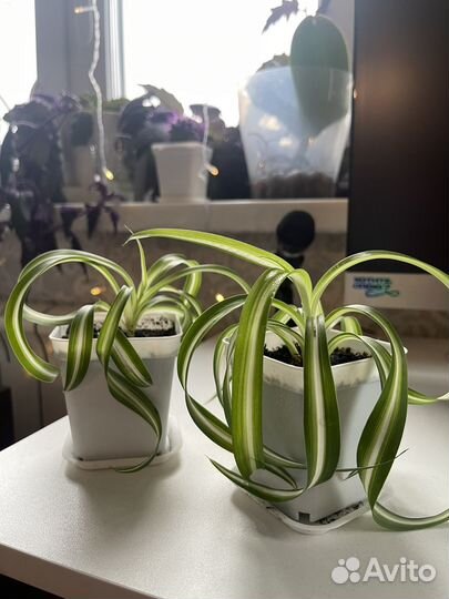 Хлорофитум кудрявый