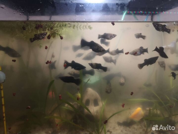 Черная молинезия