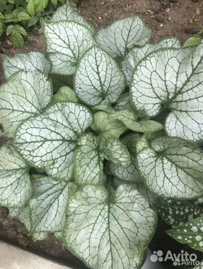 Садовые Цветы