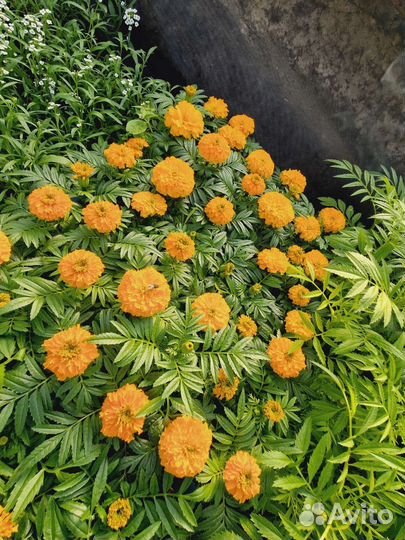 Рассада в розницу и оптом