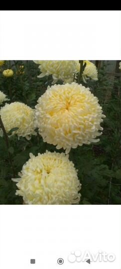 Хризантема одноголовая