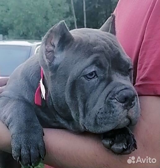 Американский булли