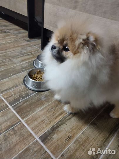 Померанский Шпиц мини