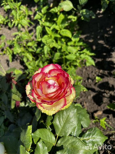 Розы (саженцы)