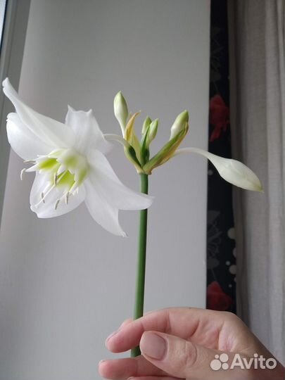 Эухарис амазонская лилия