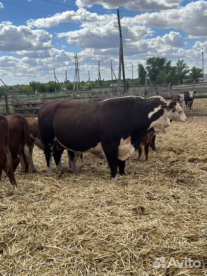 Быки на племя