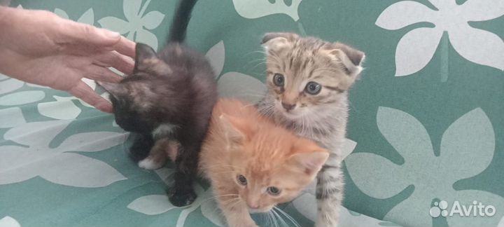 Отдам котят в добрые руки