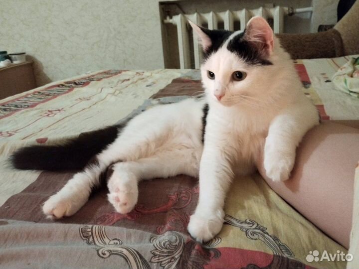 Отдам кота в добрые руки