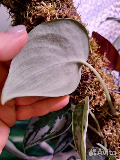 Бегонии, филодендрон Карло, доместикум