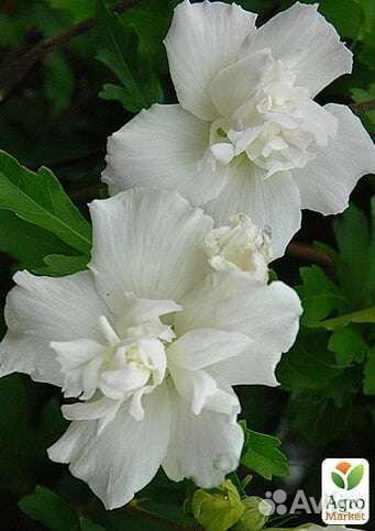 Гибискус белый махровый