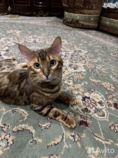 Бенгальский кот