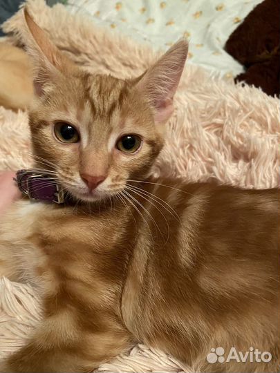 Котята в добрые руки 3 месяца