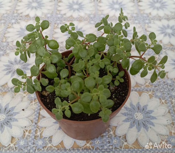 Аихризон - дерево любви