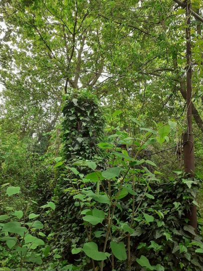 Участок 1,5 сот. (ИЖС)