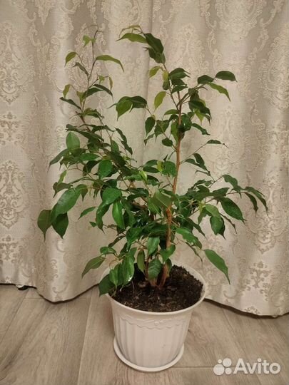 Фикус бенджамина