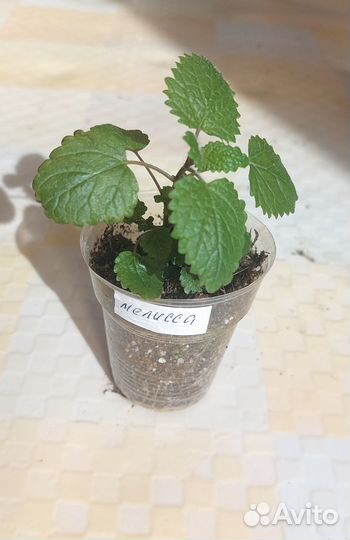 Мята, мелисса, тимьян, шалфей, базилик