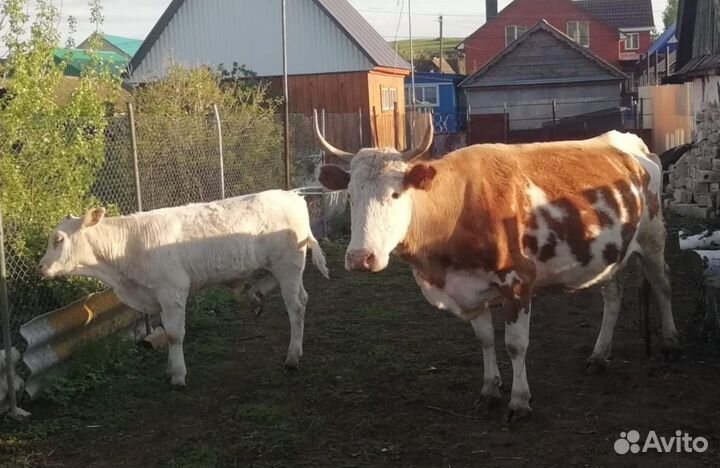 Корова дойная с теленком