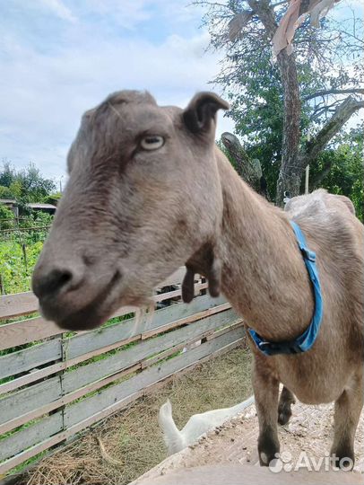 Молоко козье