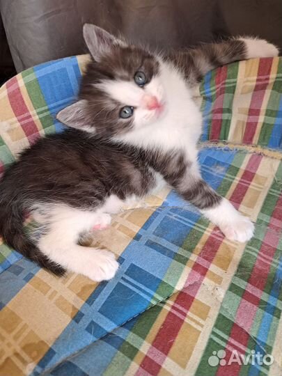 Котятки 1.5 месяца