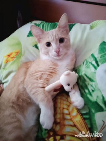 Котики бесплатно