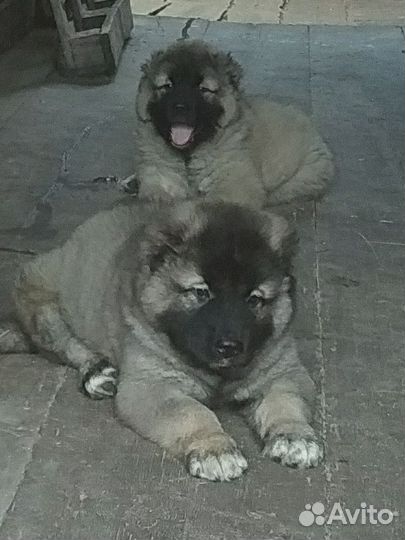 Щенки кавказской овчарки