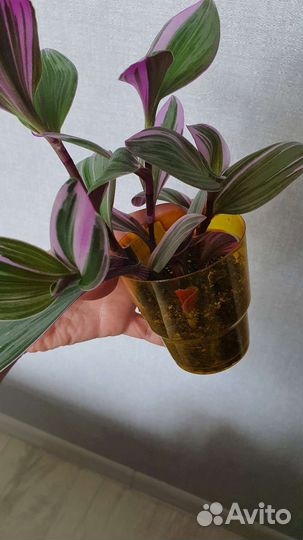 Традесканция nanouk