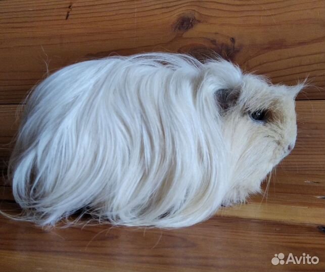 Морские свинки