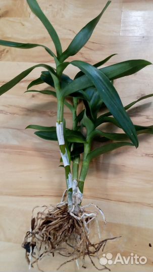 Dendrobium Barana Pink