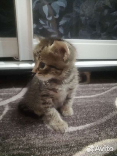 Кошка в дар бесплатно