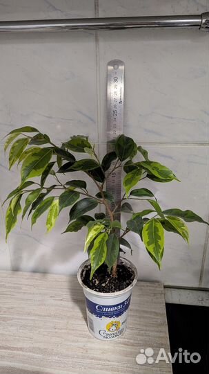 Фикус бенджамина пестролистный