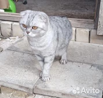 Кошка и кот