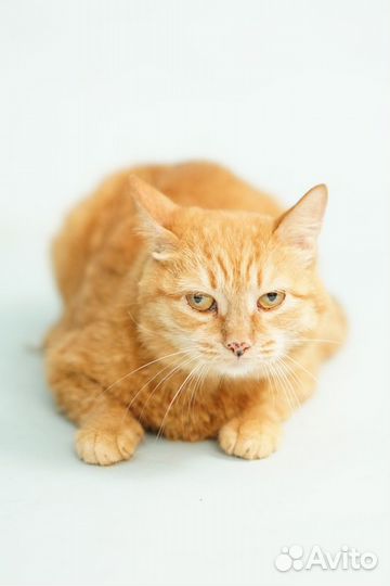 Кошечки и котики из приюта для бездомных животных