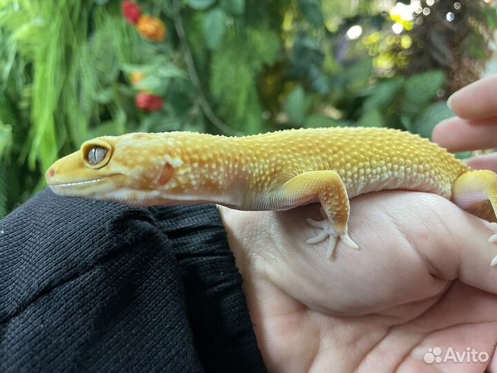 Геккон эублефар