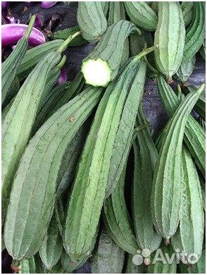 Люффа египетская, лиана, семена