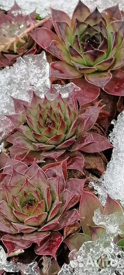 Почвопокровные растения