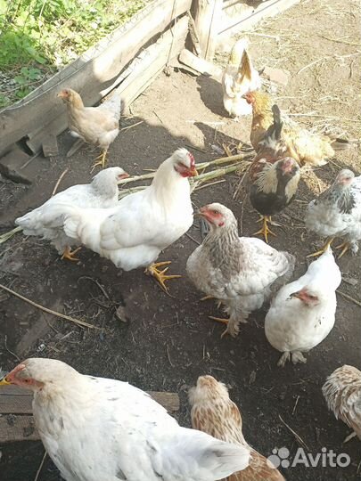 Утки, петушки