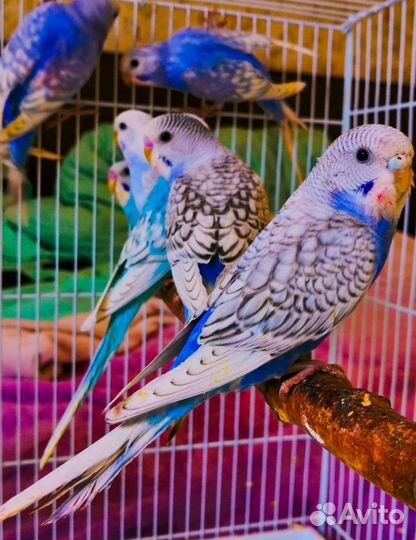 Попугай волнистый и карелла