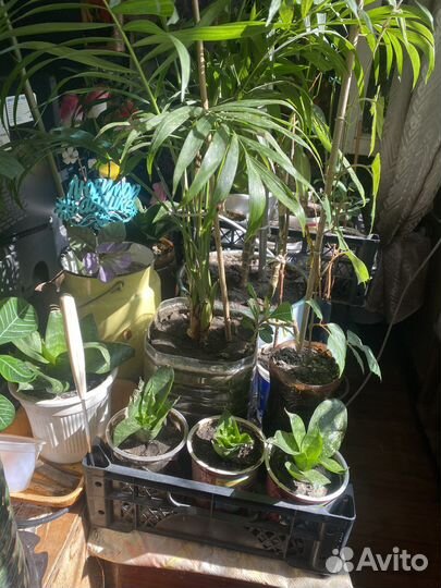 Комнатные цветы