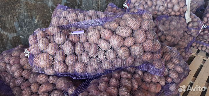 Картофель оптом