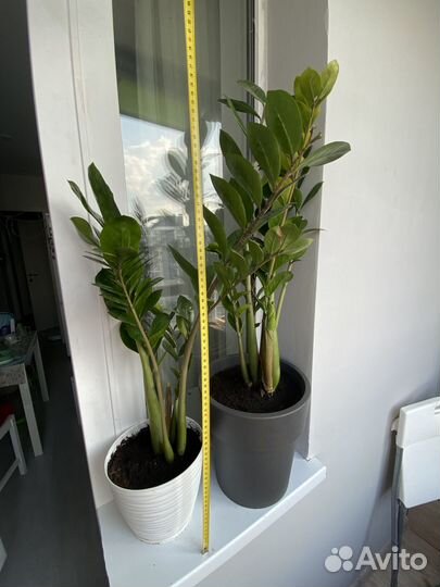 Замиокулькас 90 и 70 см с горшком