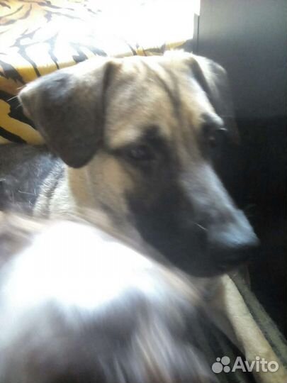 Собака в добрые руки щенок мальчик