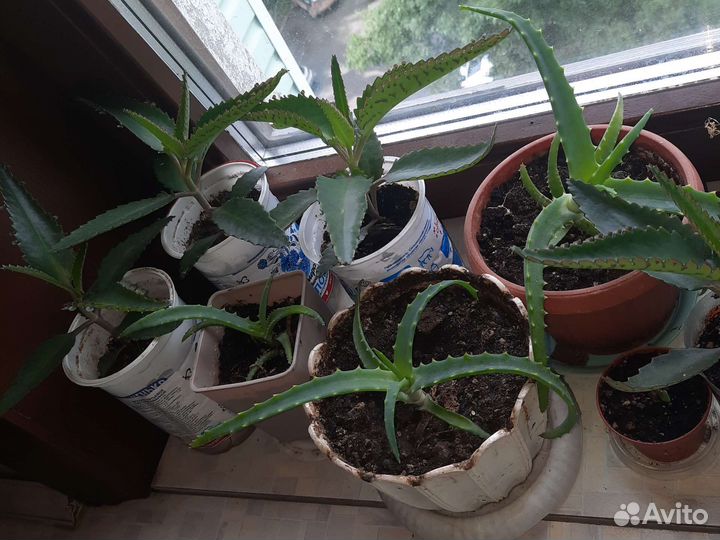 Коланхоэ, Алоэ