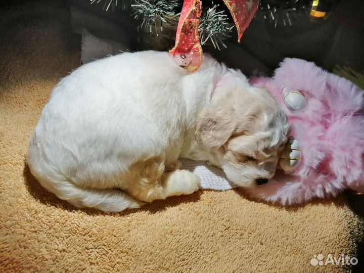 Щенок Мальтипу, примерная дата родов 28.10